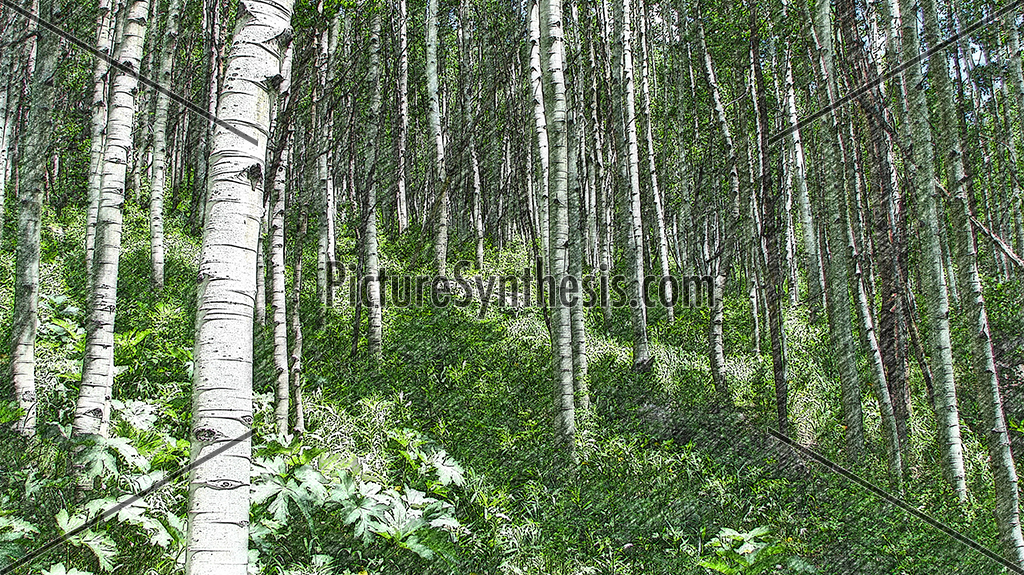 Aspen Ambiance