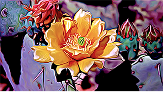 Desert Bloom
